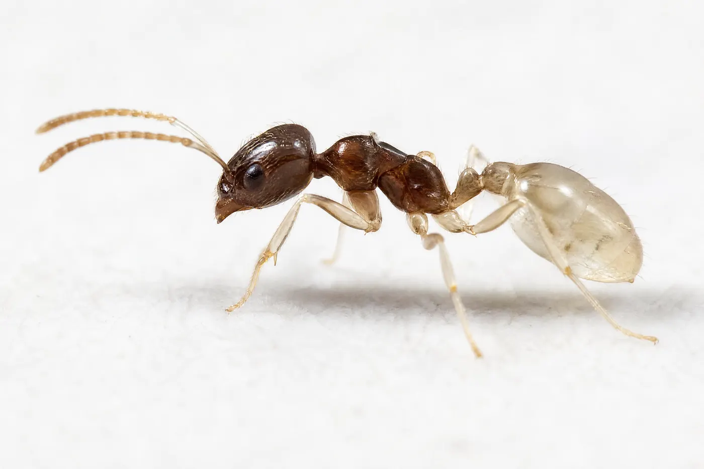 Close macro of a small ghost ant with a dark head and thorax and pale translucent abdomen