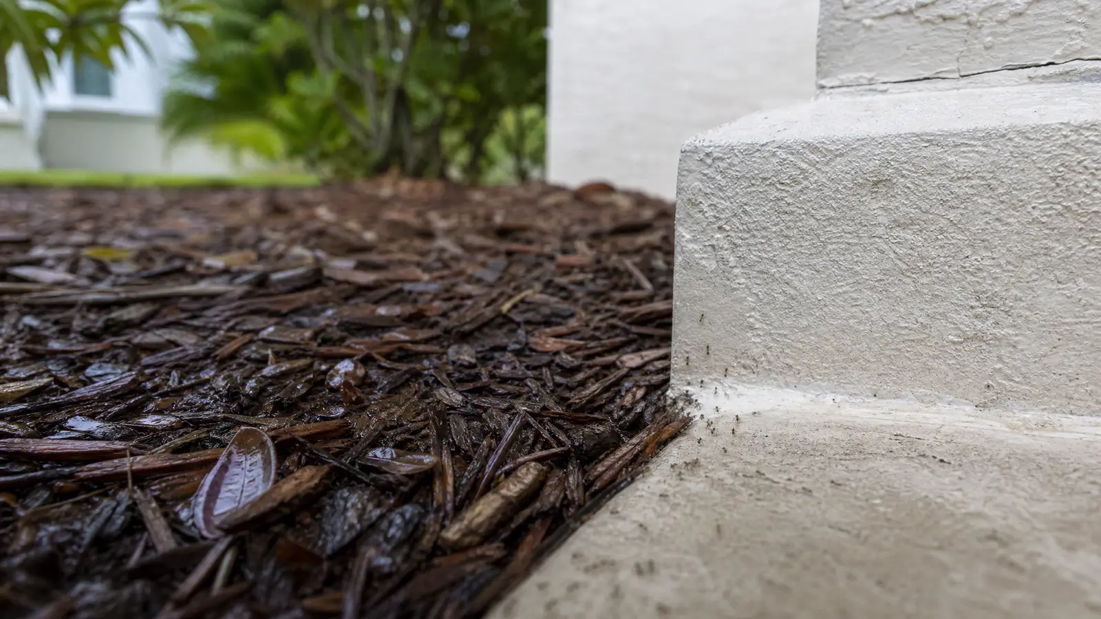 Why Ants Invade Your House After It Rains in Florida editorial photograph in a South Florida home or yard