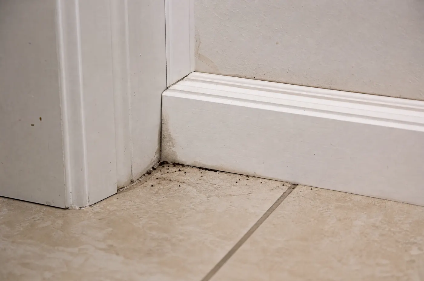 Small ant trail and moisture evidence documented beside an apartment baseboard