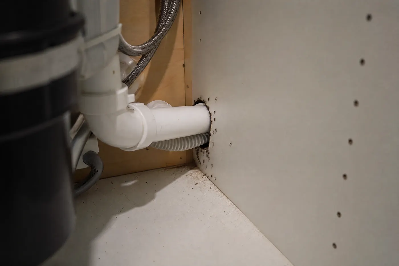 Apartment sink cabinet with plumbing lines entering a shared wall where ants can travel