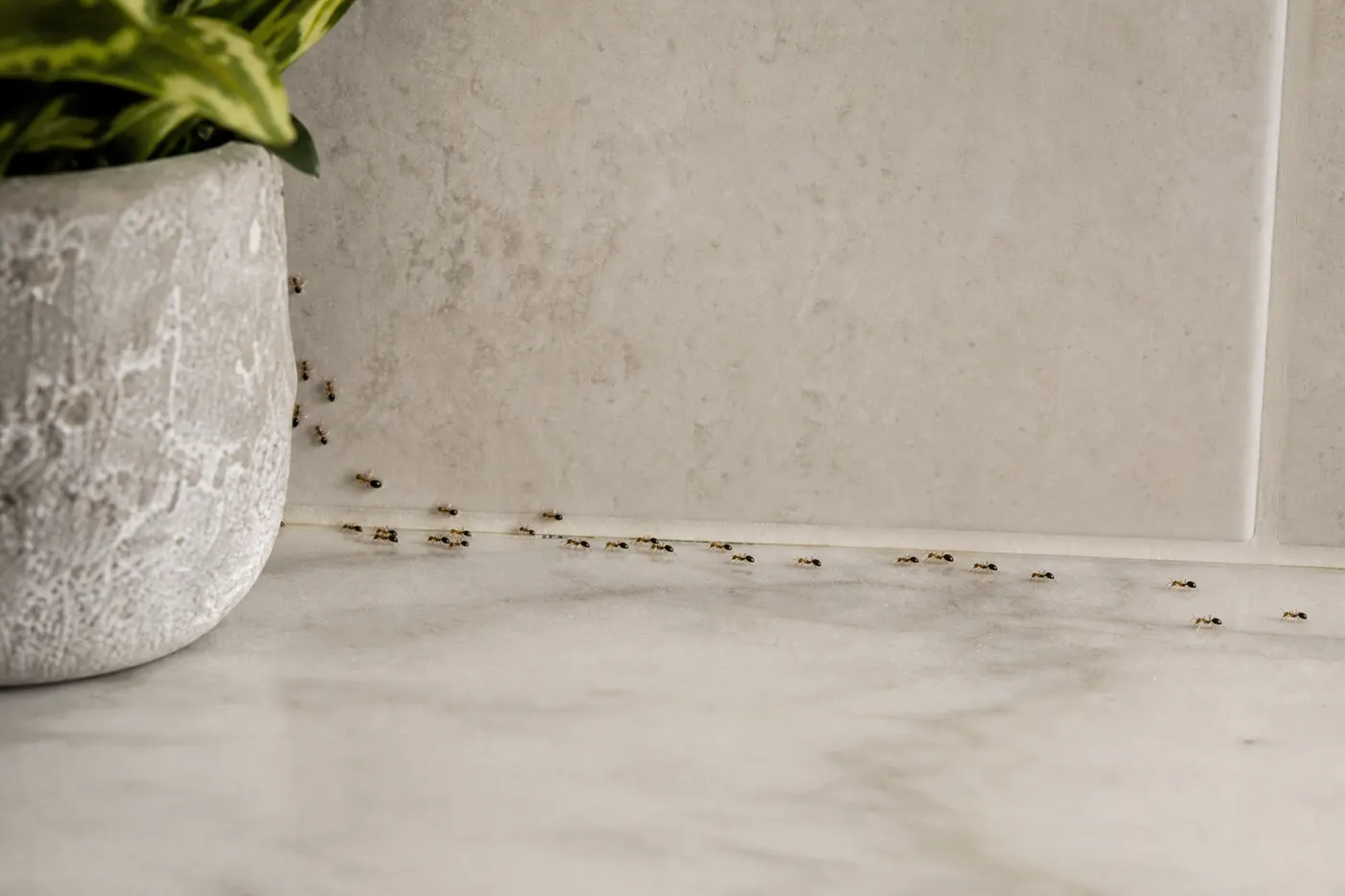 Small ants traveling from a potted plant along a backsplash toward a kitchen counter