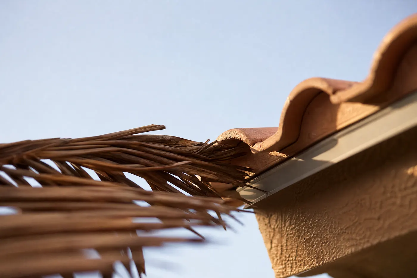Dead brown palm fronds resting against the tile roofline and gutter edge of a house