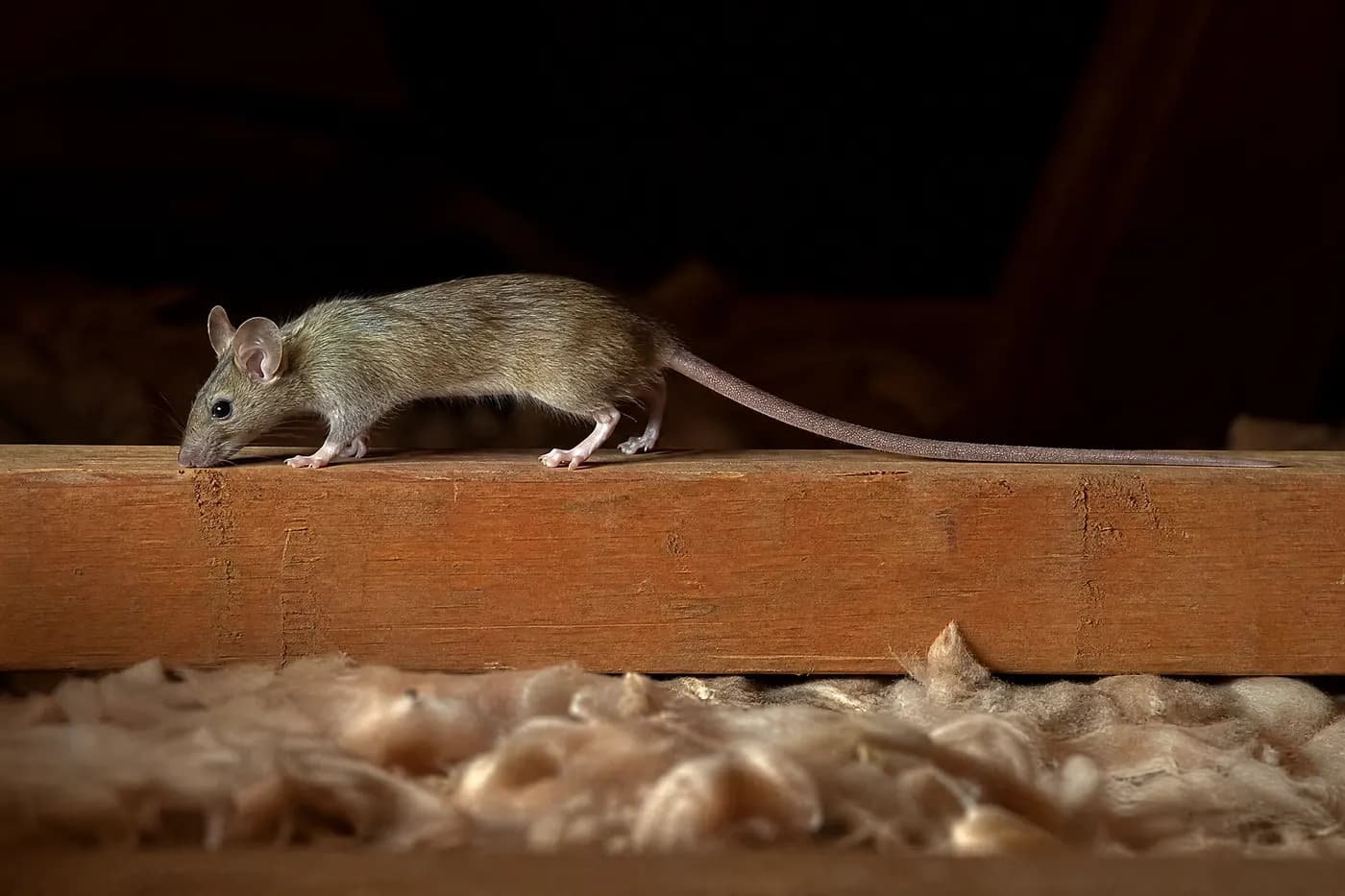 Roof rat walking along the top edge of a wooden attic joist above blurred insulation