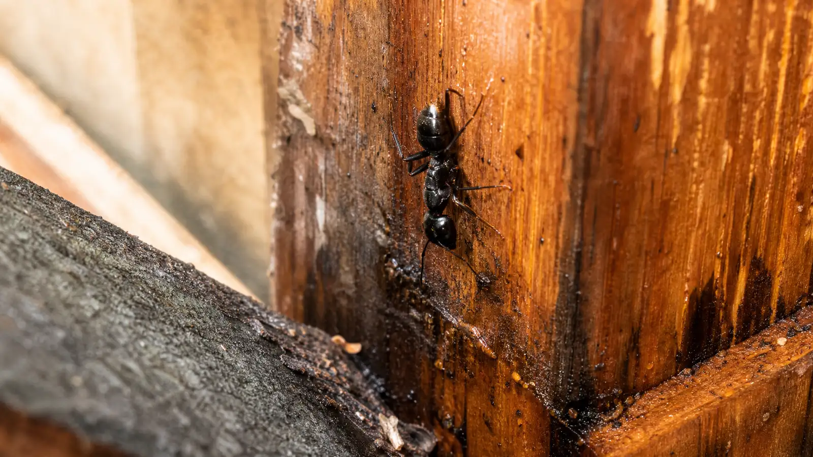 Carpenter Ants in Florida: Damage, Signs and Treatment editorial photograph in a South Florida home or yard