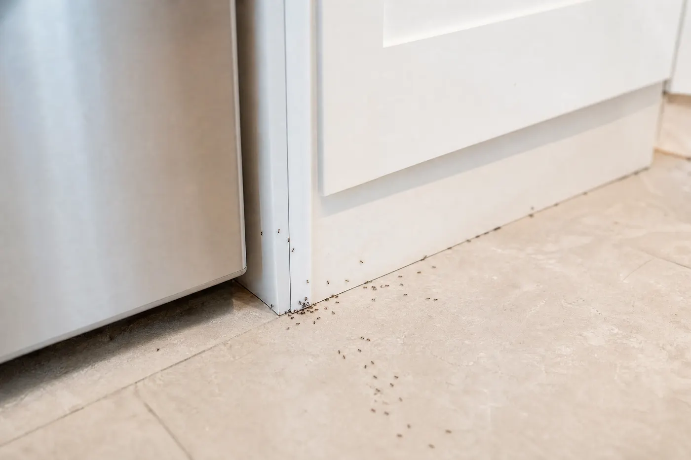 Varios rastros de hormigas que salen de distintas uniones de una cocina