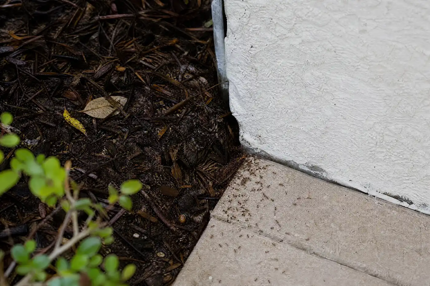 Crazy-ant trail moving from damp landscape mulch toward a stucco wall and utility gap