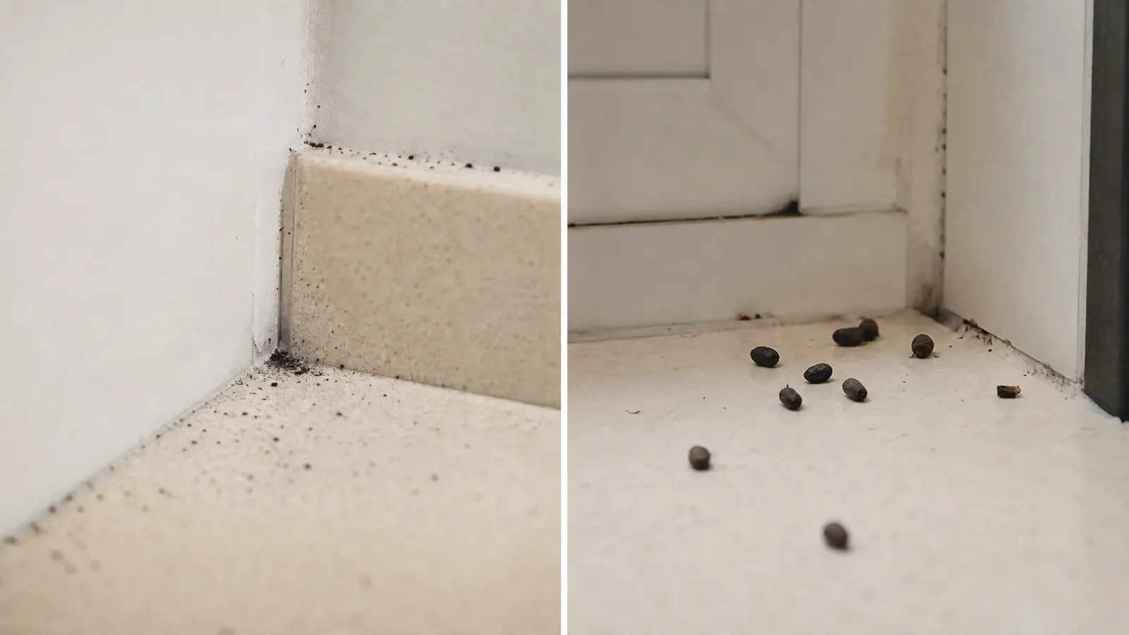 Excremento de Cucaracha: Cómo se Ve y Qué Significa editorial photograph in a South Florida home or yard
