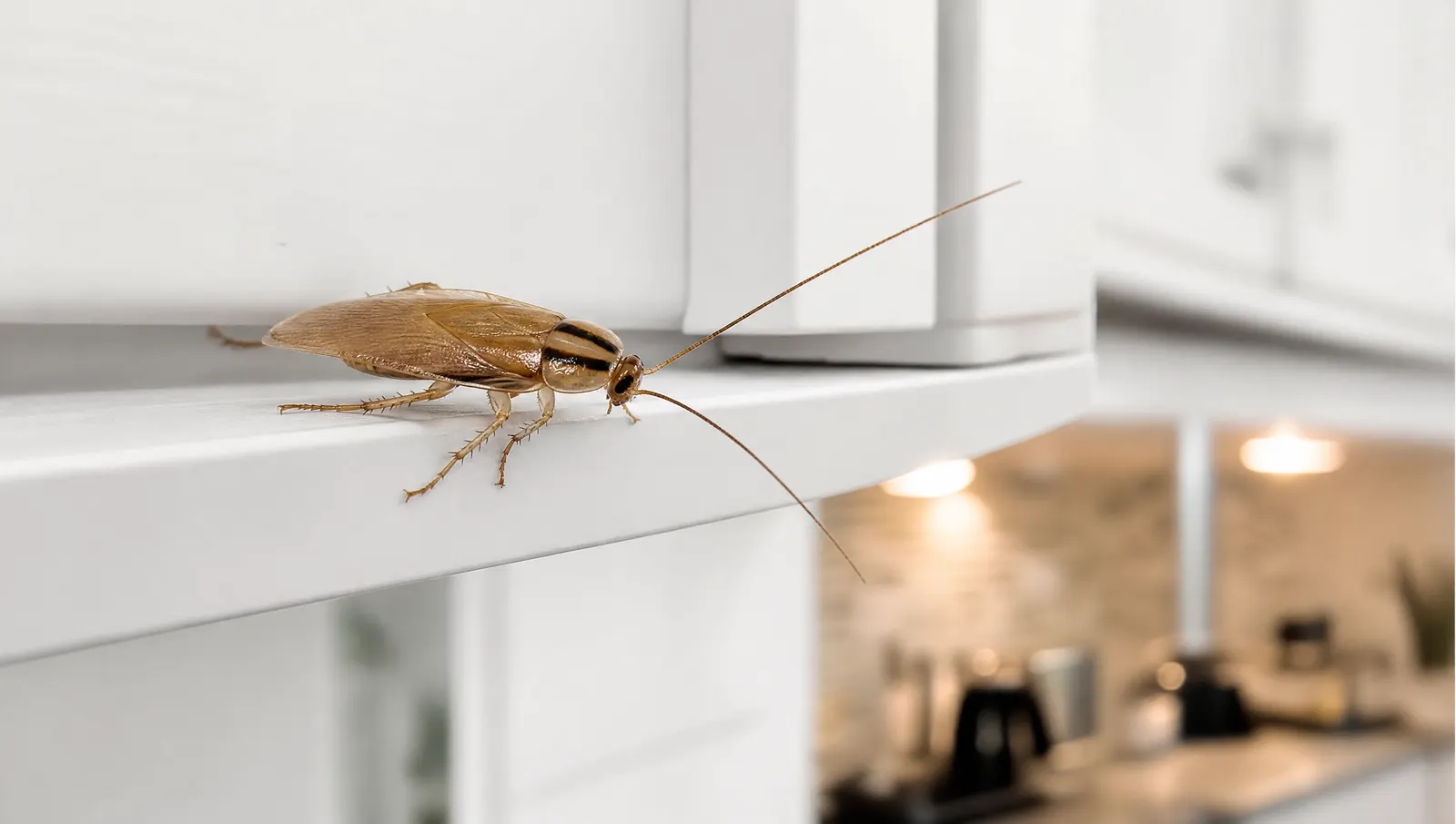 Small light-brown German cockroach on a kitchen cabinet edge with its two dark head-shield markings visible