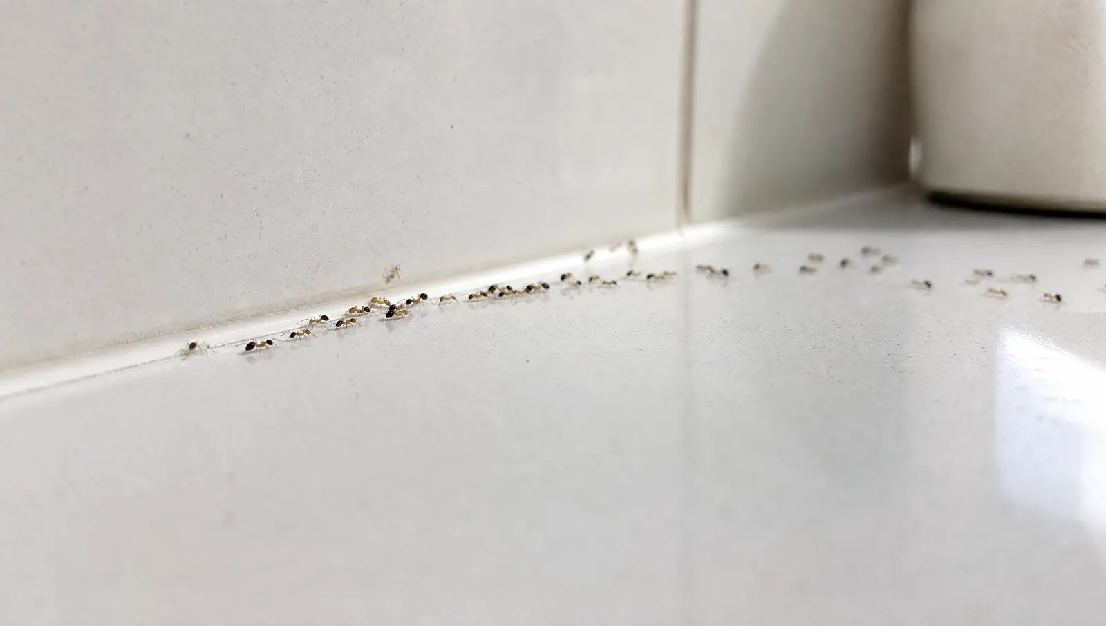 Ghost Ants vs Sugar Ants: Which One Is in Your Kitchen? editorial photograph in a South Florida home or yard