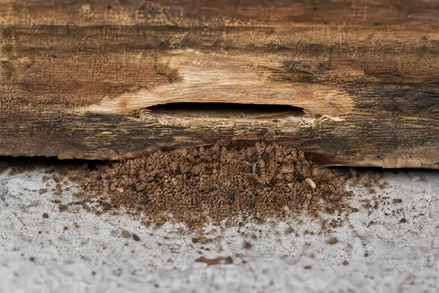 Coarse carpenter ant frass beneath a gallery opening in a damp wooden beam