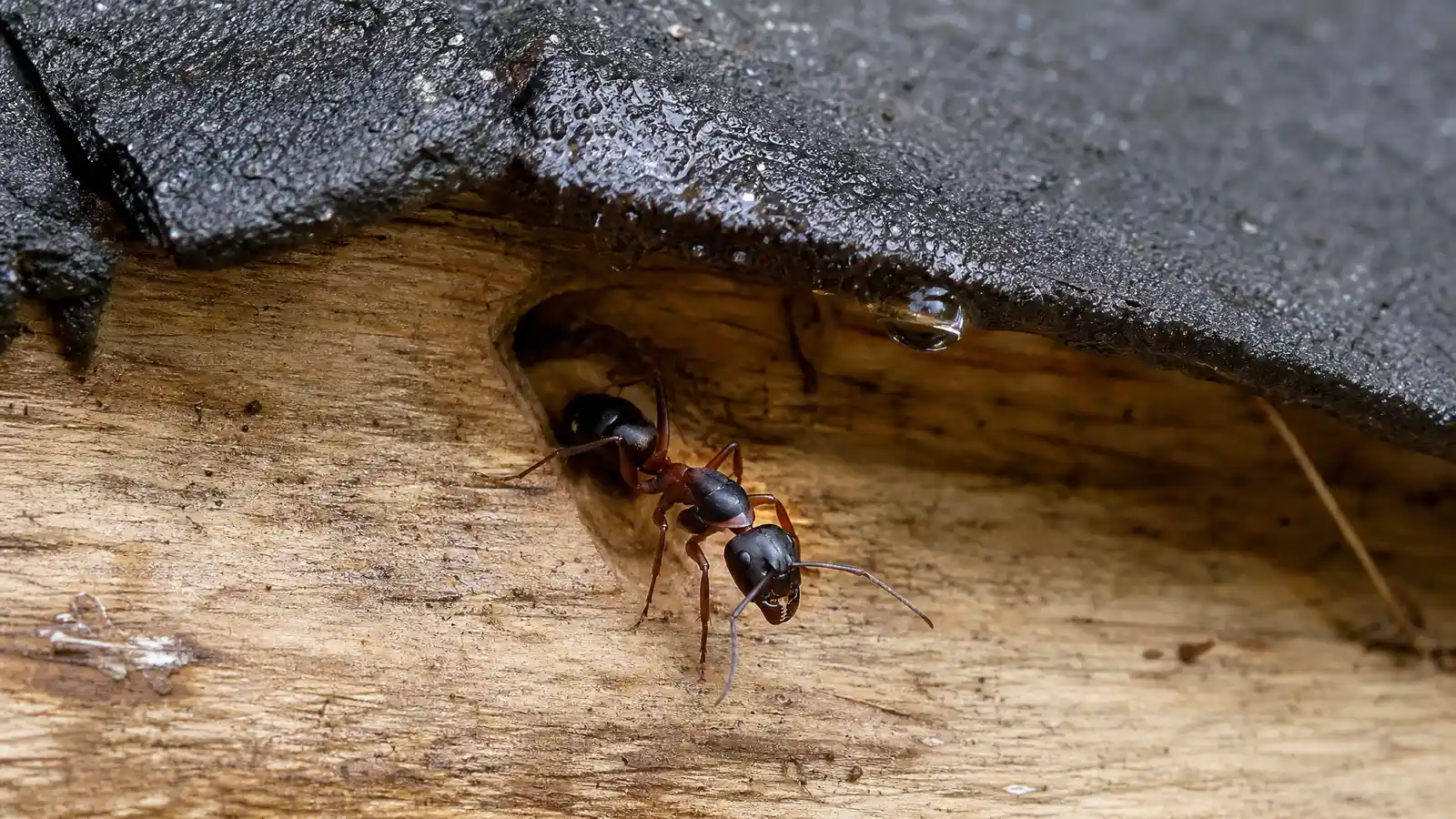 How to Kill Carpenter Ants (and Why Bait Alone Usually Fails) editorial photograph in a South Florida home or yard