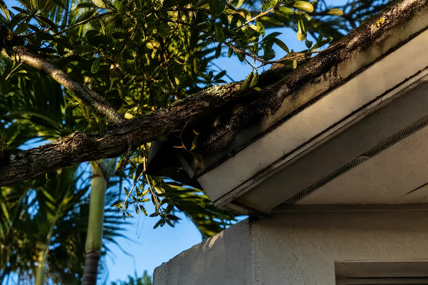 Moist roof edge and tree branch connection beside a Florida home where carpenter ants can travel