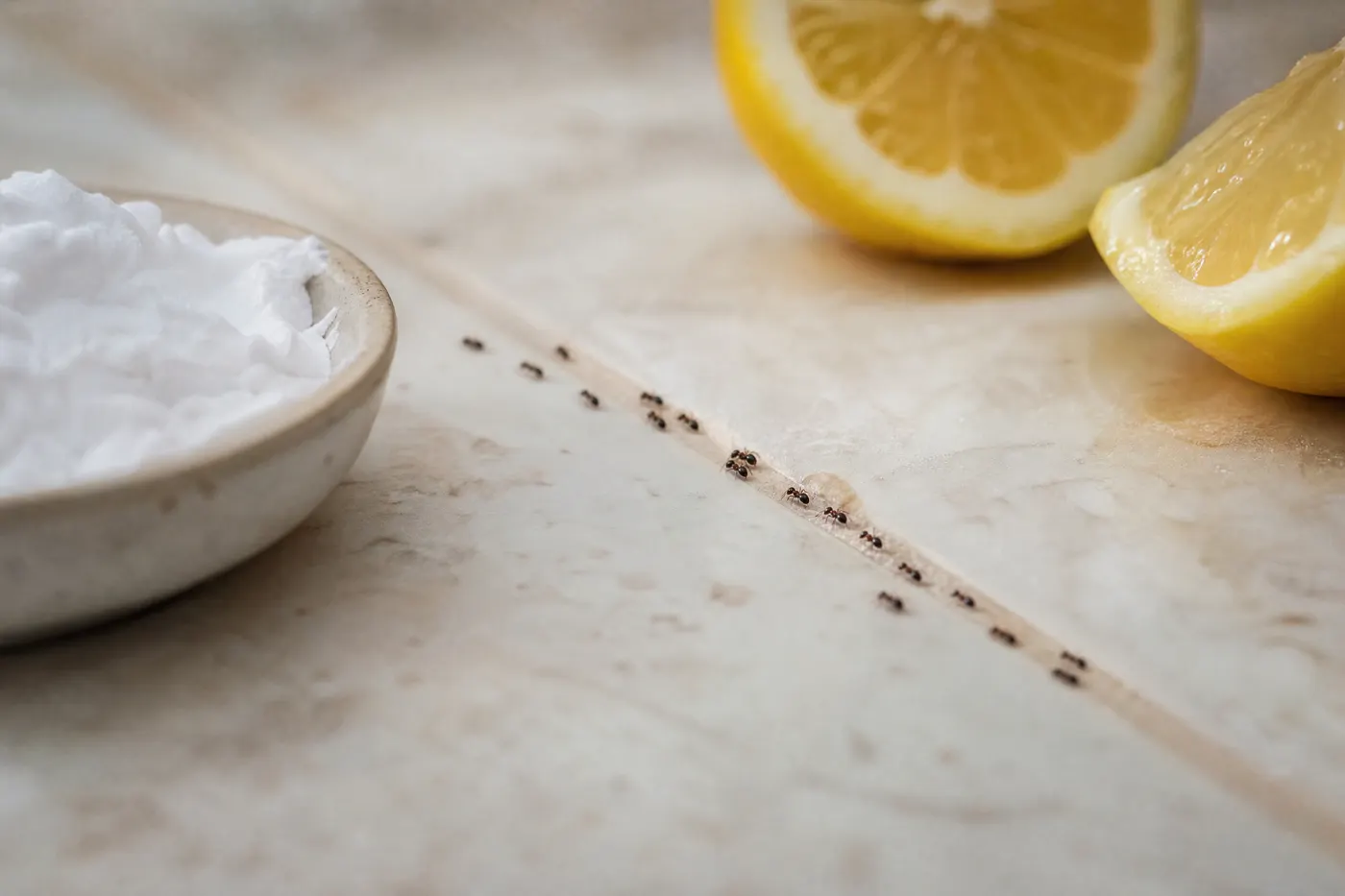 Small ant trail crossing a clean kitchen edge beside household remedy ingredients