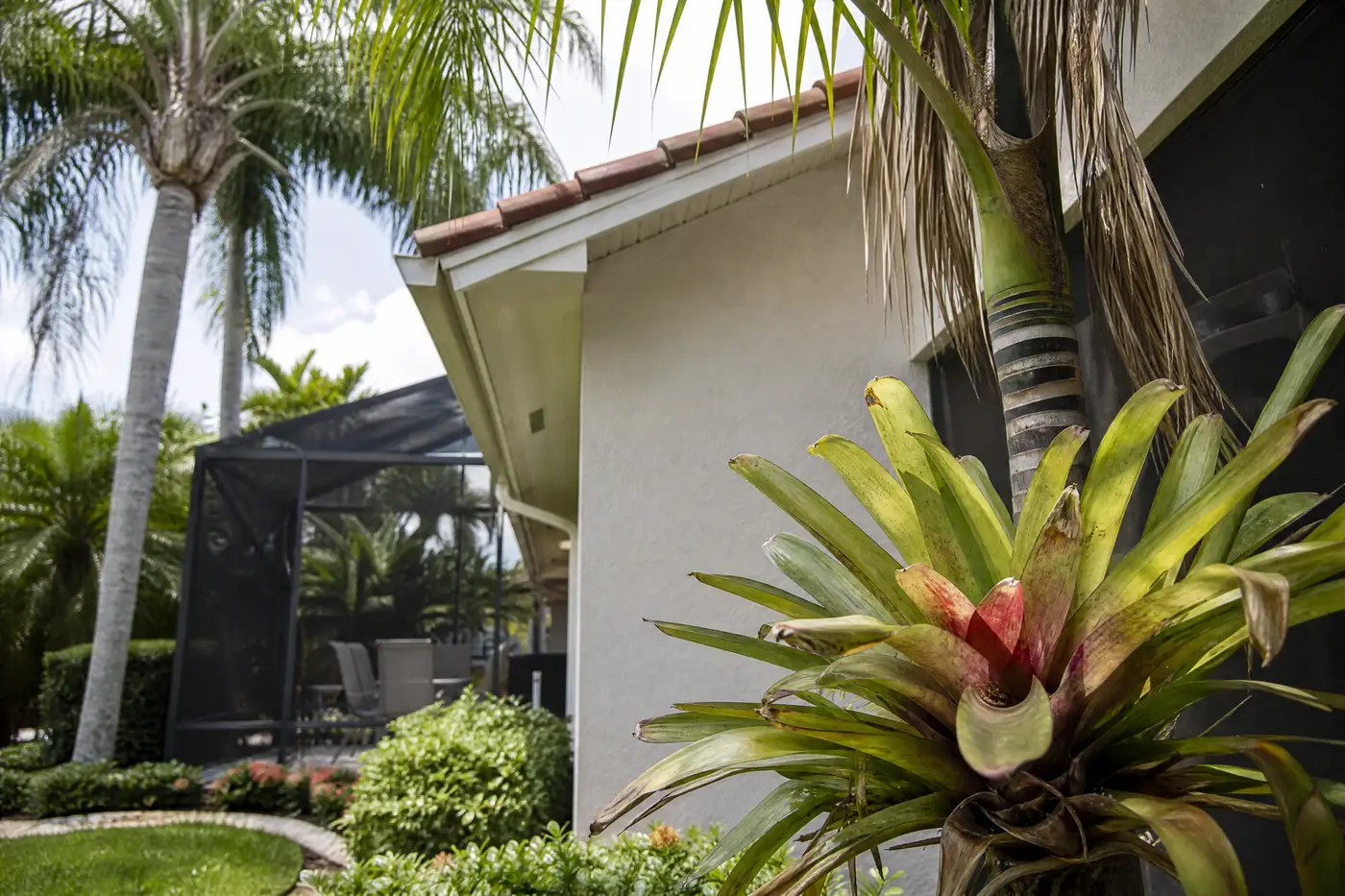 Bromeliad, roof return, palm canopy and screened patio showing distinct Florida pest clues