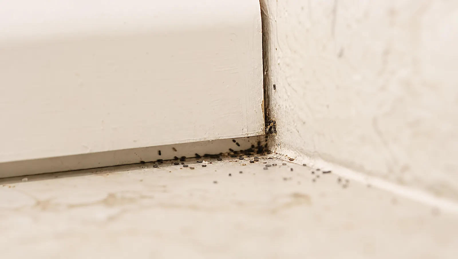 Roach Poop vs Mouse Poop: 4 Ways to Tell the Difference editorial photograph in a South Florida home or yard
