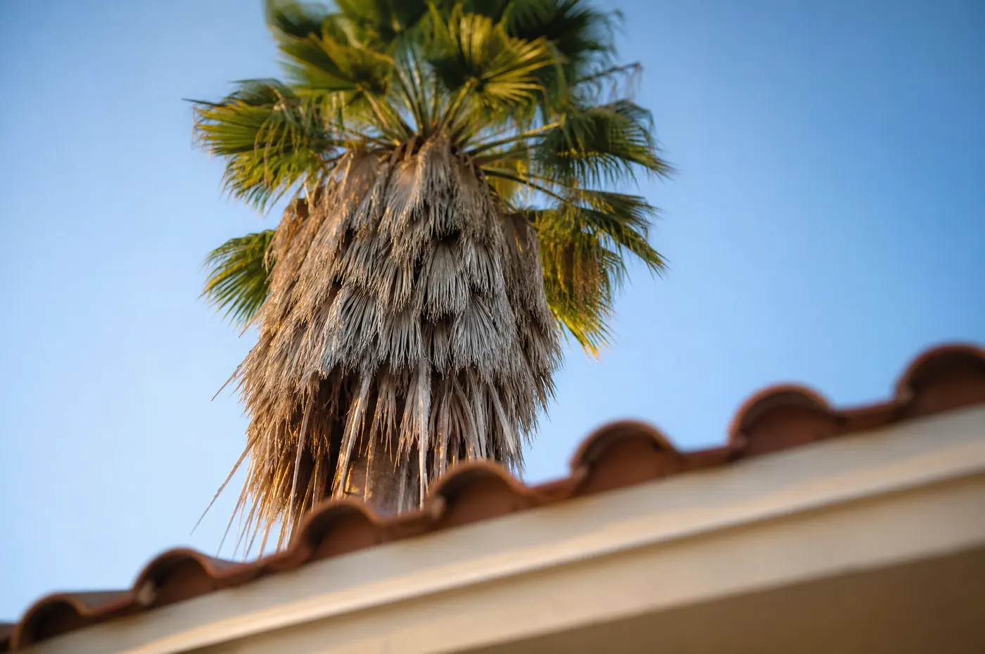 A collar of dead brown palm fronds hanging beneath the green crown of a palm, its tips extending over the edge of a barrel-tile roof