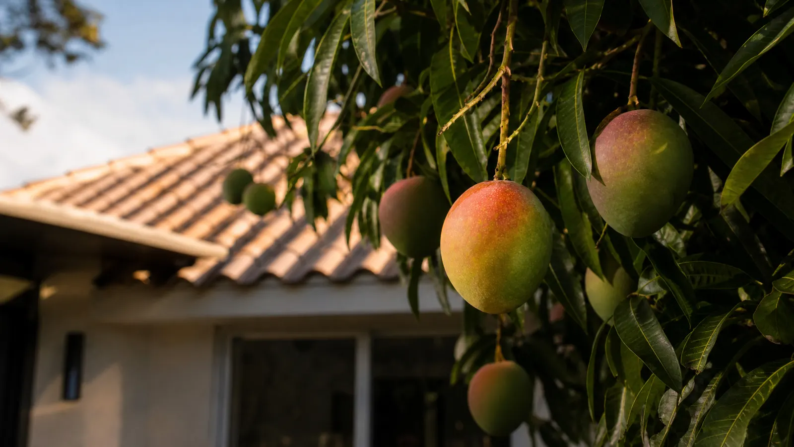 Ripening mangoes on a backyard tree with a South Florida tile roofline directly behind