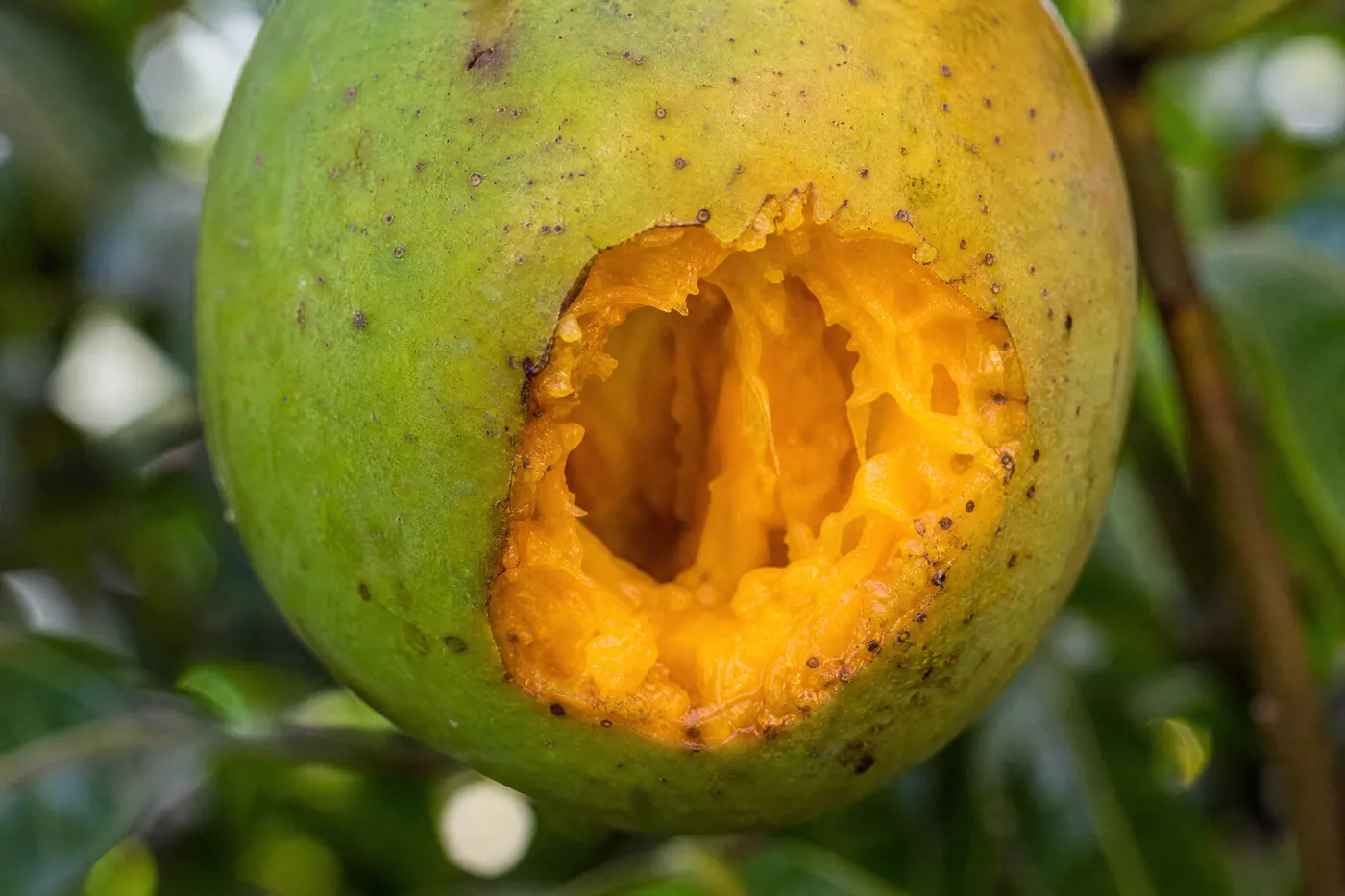 Mango on the tree with a ragged cavity gnawed into its side and the flesh eaten out