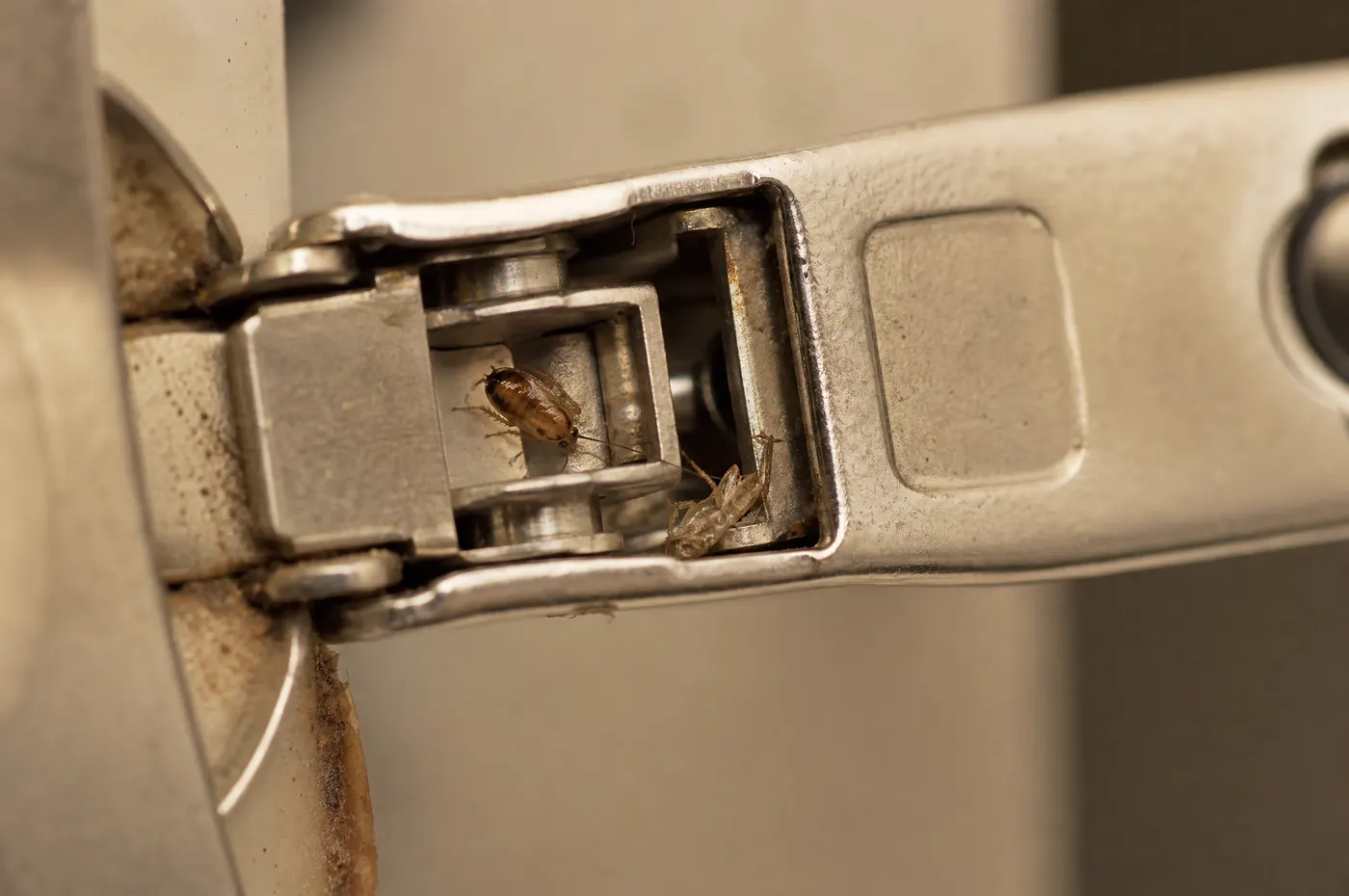 Small cockroach nymph and translucent shed skin in a protected cabinet hinge
