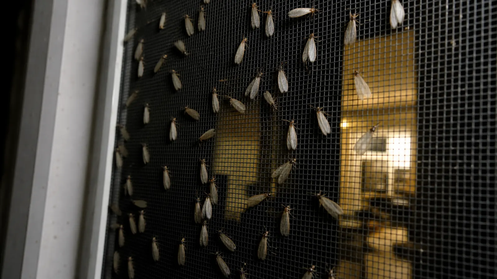 Winged termite swarmers gathered on a lit window screen at night in South Florida