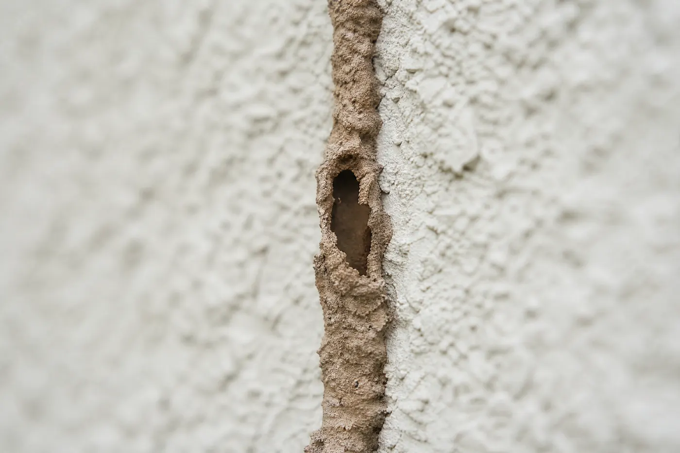 A single mud shelter tube built by subterranean termites running up a stucco wall, broken open to show the hollow tunnel inside