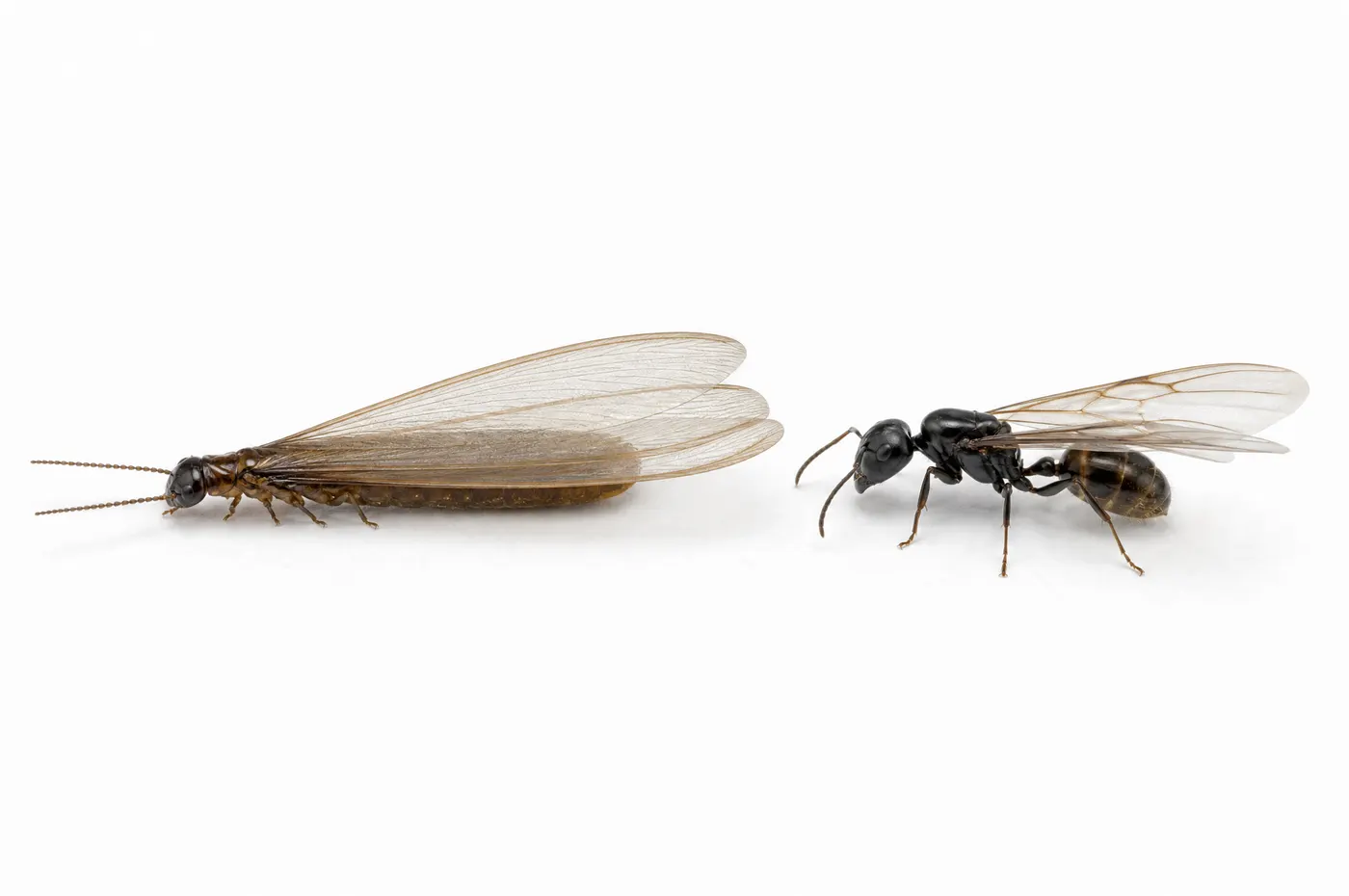 Macro side-by-side of two winged insects on a plain white surface: on the left a termite swarmer with a straight tube-shaped body, straight antennae and four wings of equal length; on the right a winged ant with a sharply pinched waist, elbowed antennae and a rear pair of wings shorter than the front pair.