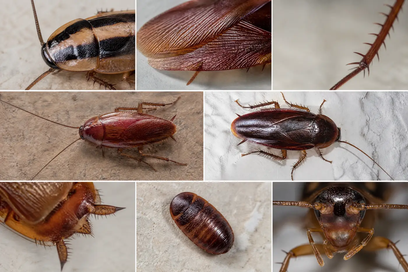 Distinct Florida cockroach body details including German markings, reddish outdoor body and dark mahogany body