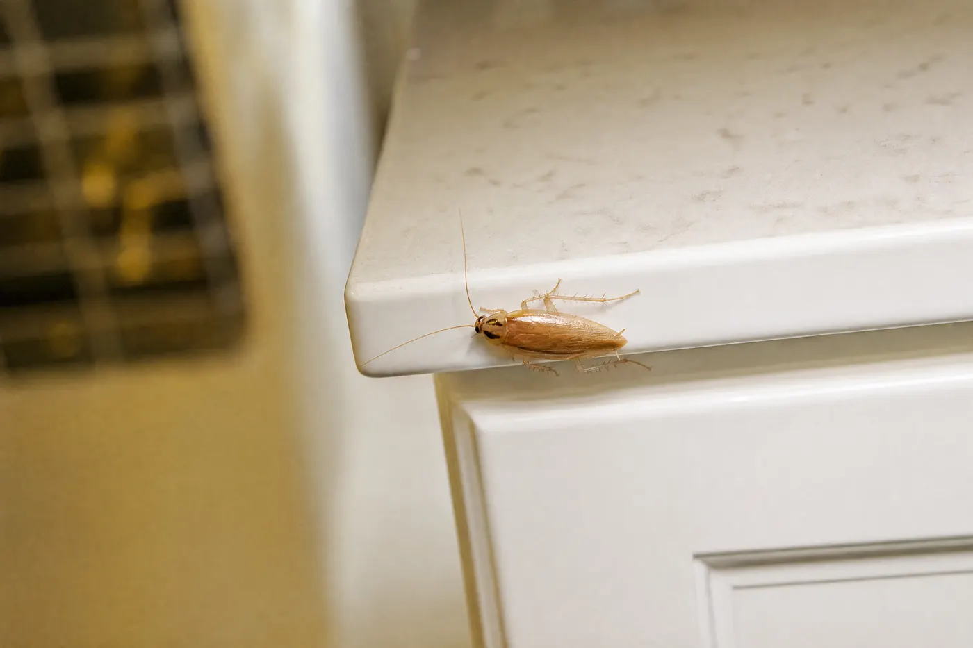 Small light tan German cockroach on a clean cabinet edge with two dark markings behind the head