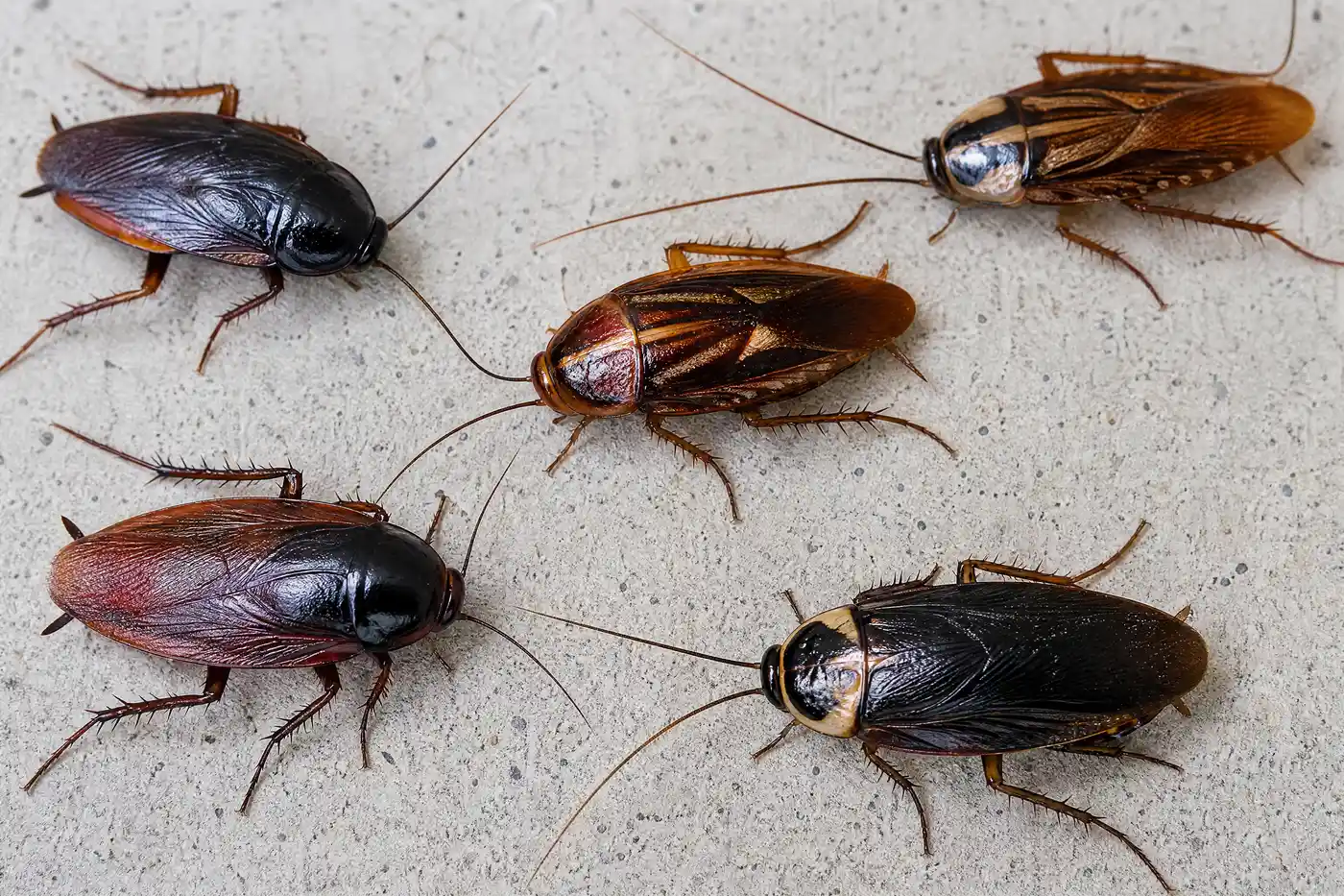 Large outdoor Florida cockroaches represented by distinct dark and reddish body patterns in a natural yard setting