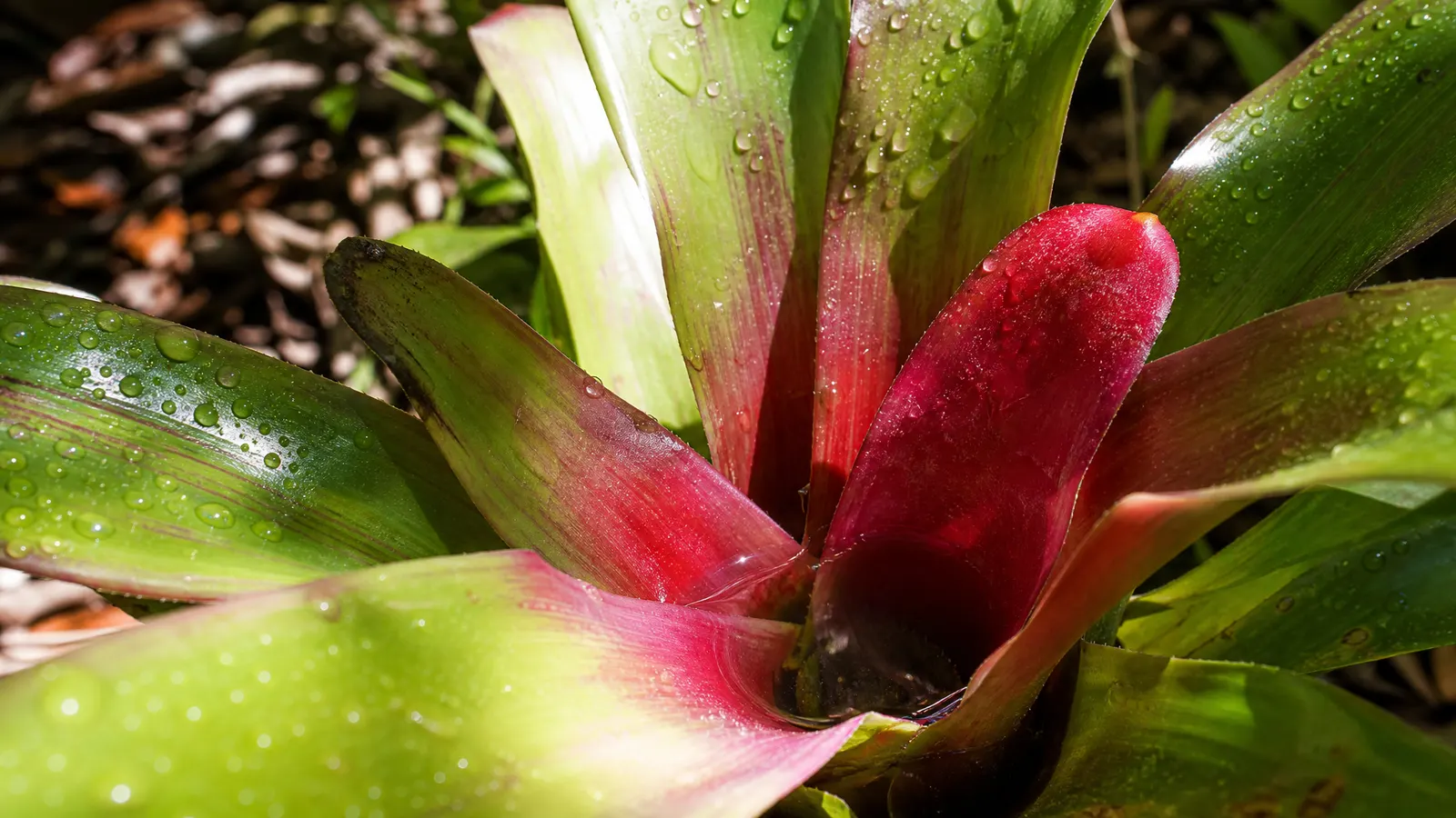 Water pooled in the leaf axils of a bromeliad in a South Florida garden
