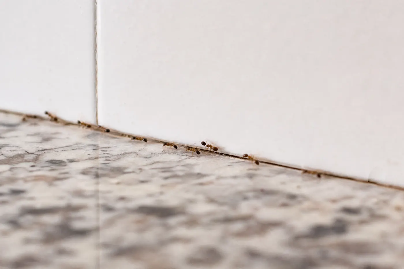 Ant trail reappearing along the same cabinet and backsplash seam after cleaning