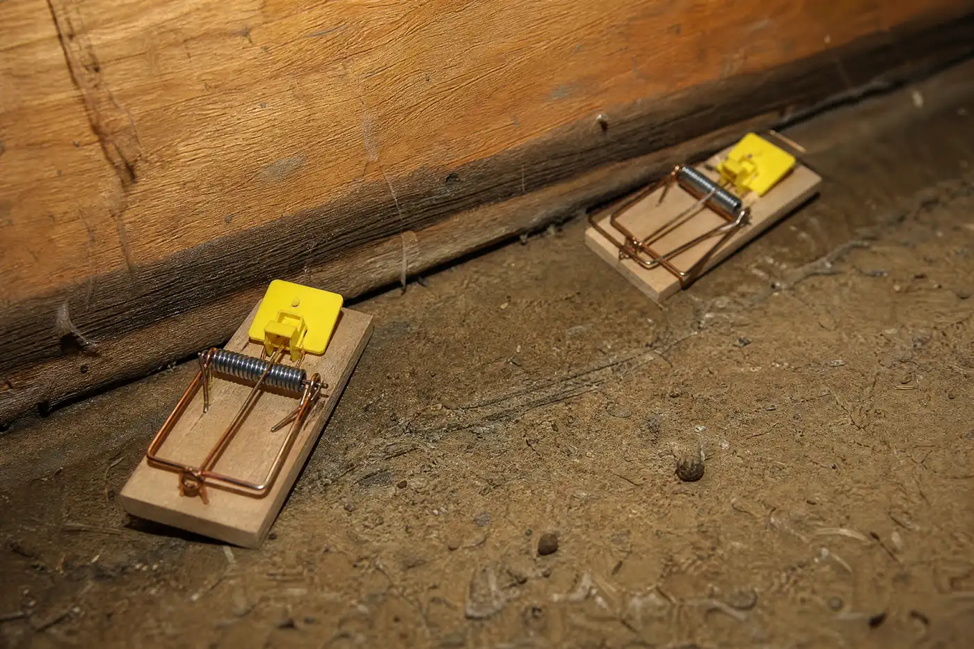 Two snap traps set perpendicular to a timber and pushed flush against it, trigger ends toward the wood