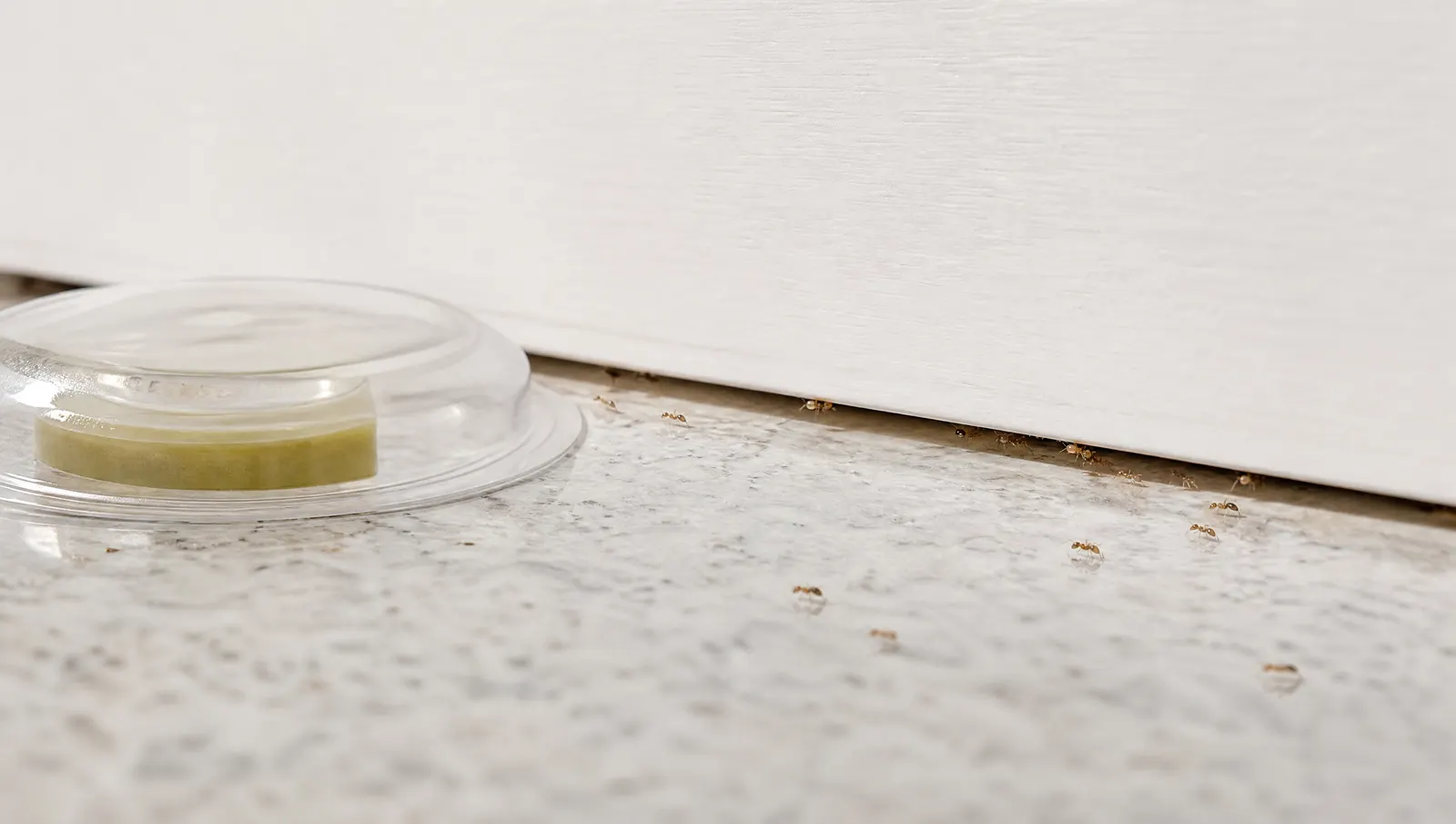 Why Terro and Ant Traps Don’t Work on Florida Ants editorial photograph in a South Florida home or yard
