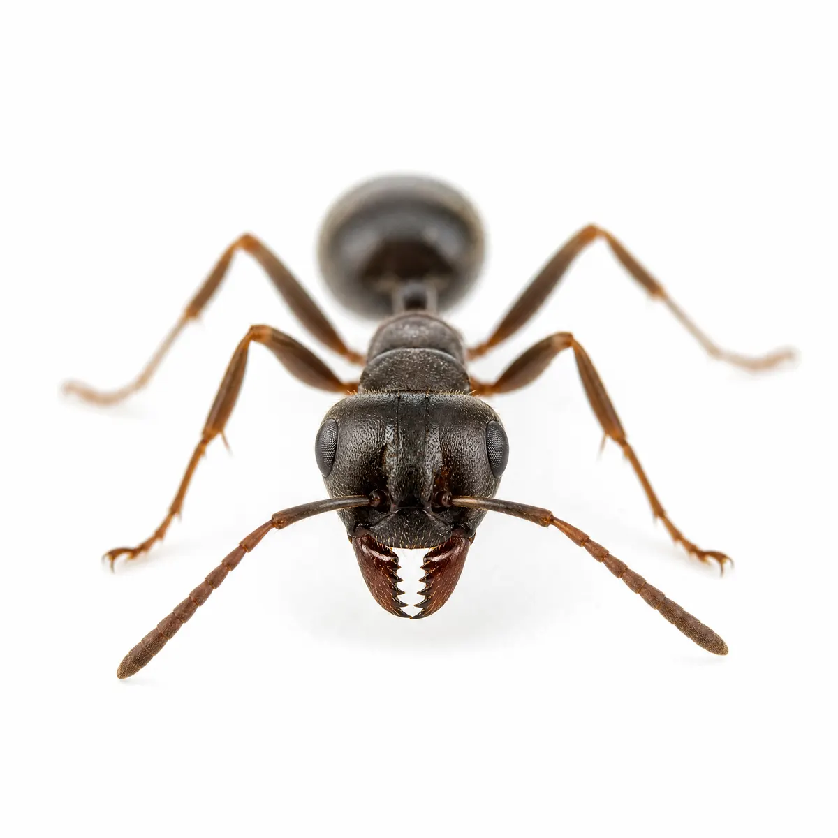 Close-up of an ant specimen's head and mandibles