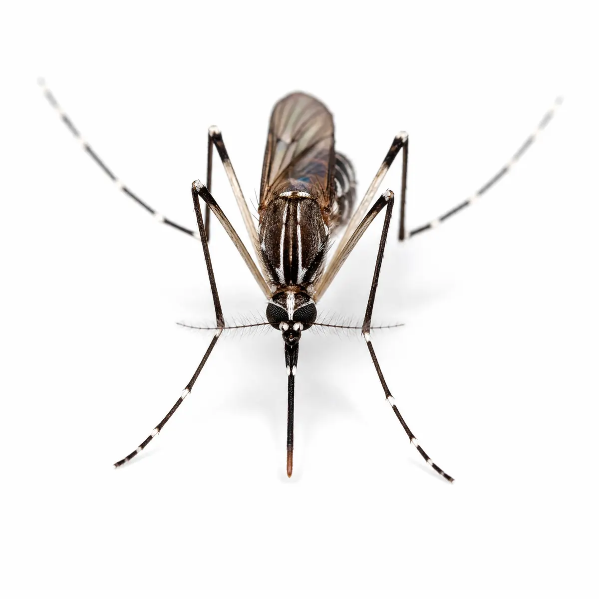 Close-up of a mosquito specimen's head and proboscis
