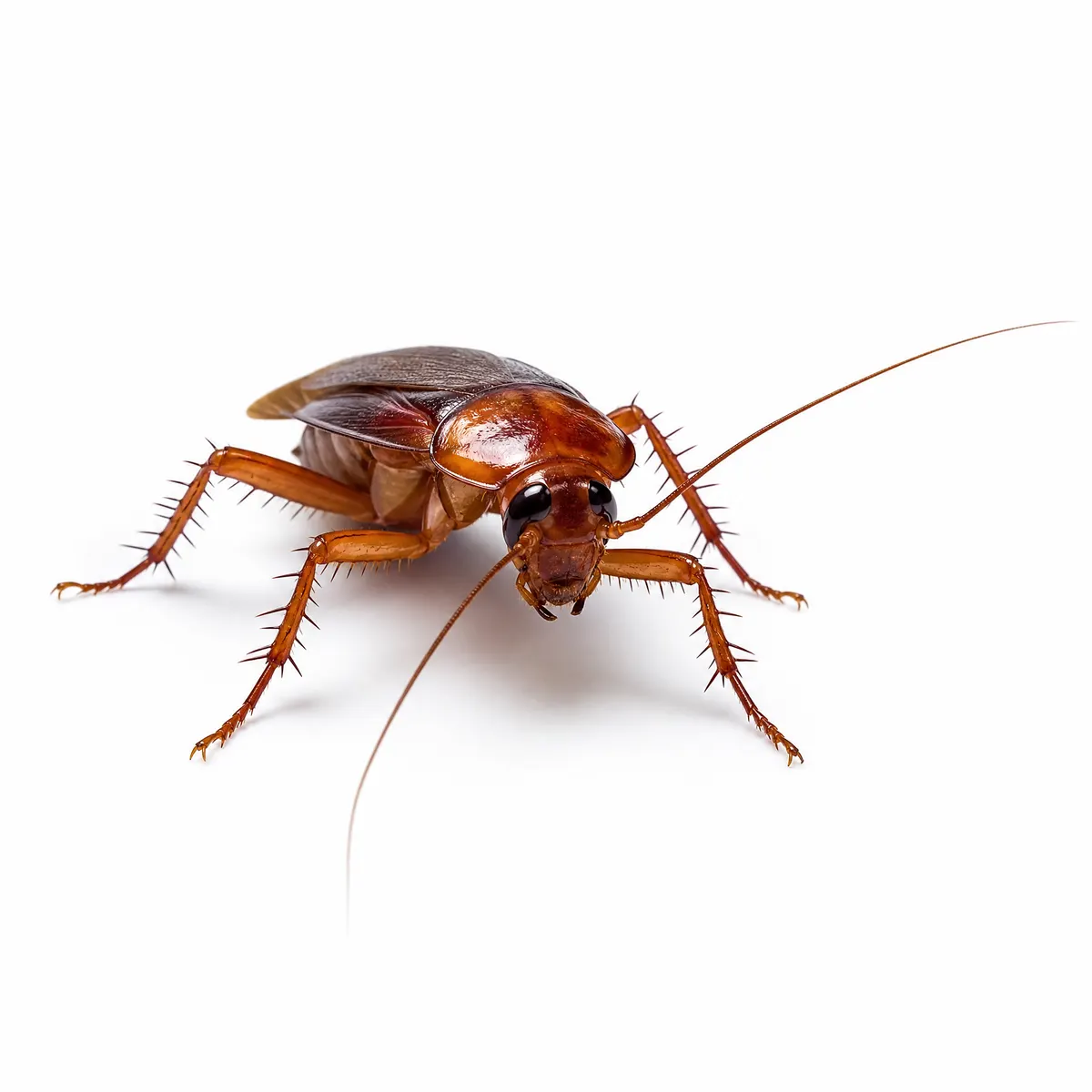 Cockroach specimen from a low three-quarter front angle, antennae sweeping forward