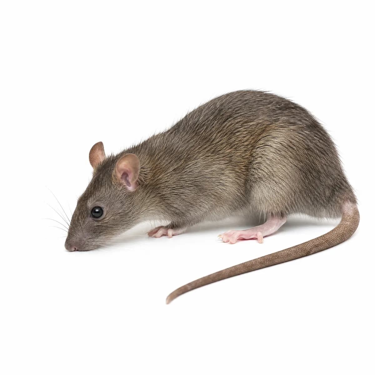 Roof rat specimen sniffing with head lowered and whiskers forward