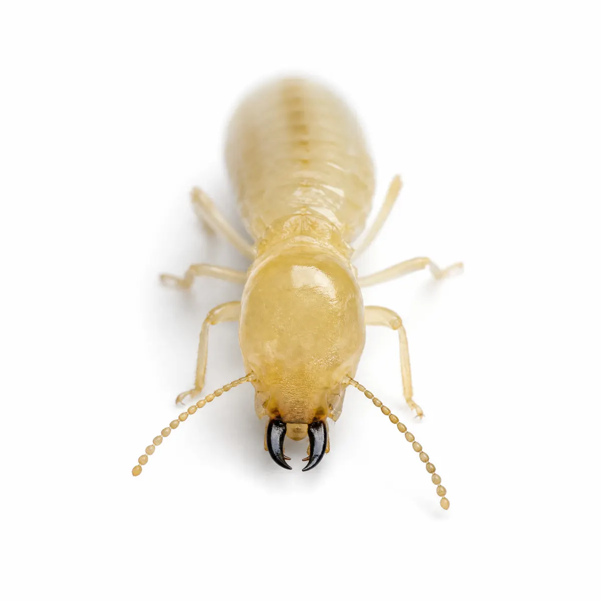 Close-up of a termite specimen's head and antennae