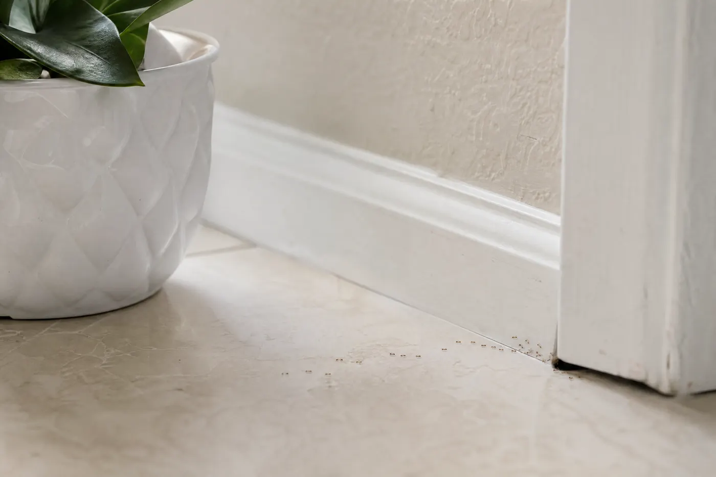 Small ants traveling from a bathroom plant and baseboard toward a wall opening