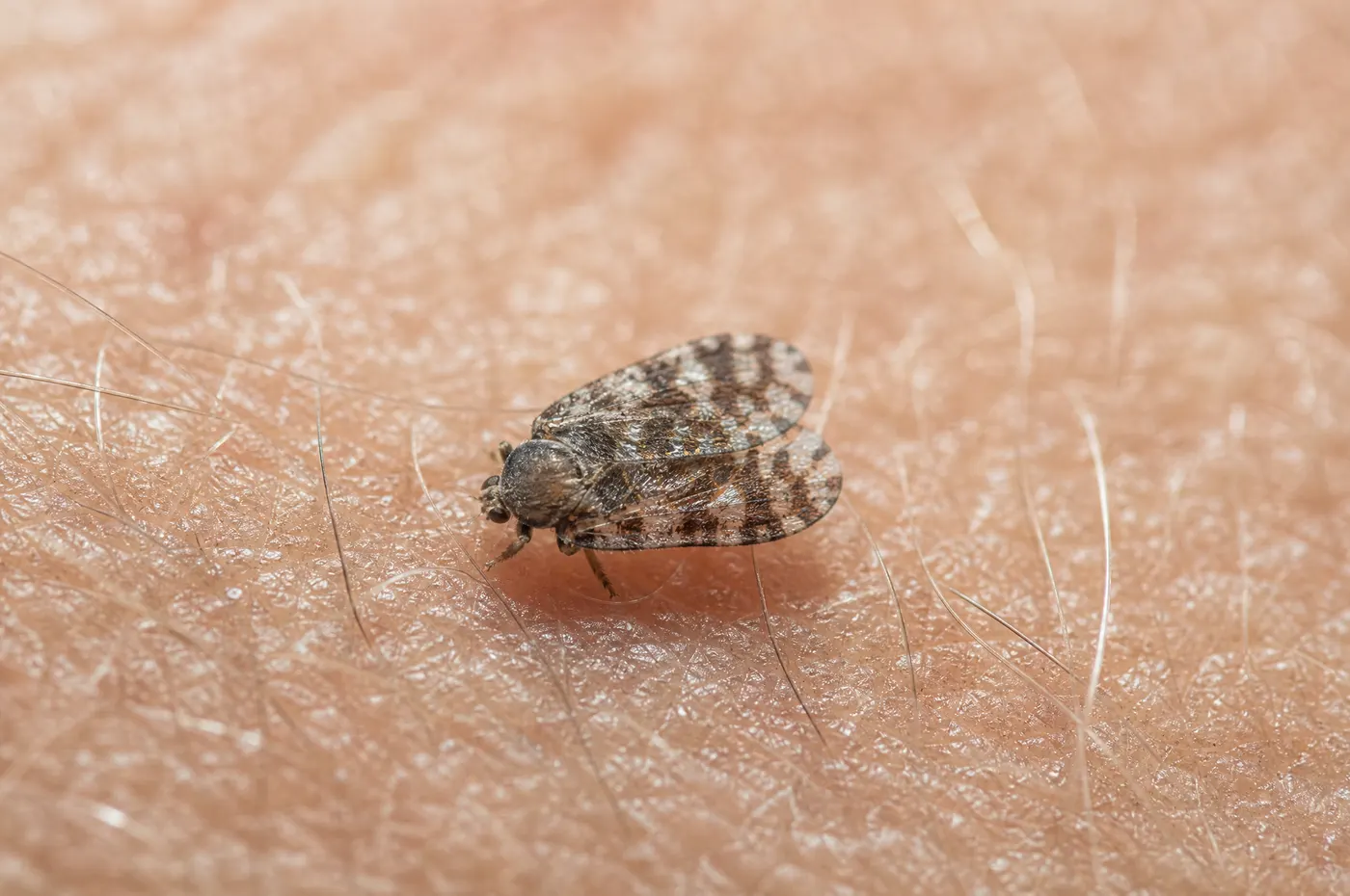Extreme macro of a single tiny biting midge on human skin, its mottled grey and pale wings folded flat over its back, its body dwarfed by the surrounding skin texture