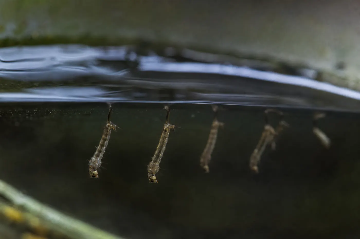 Macro close-up of several small comma-shaped mosquito larvae hanging head-down just beneath the surface of dark standing rainwater in a plastic bucket