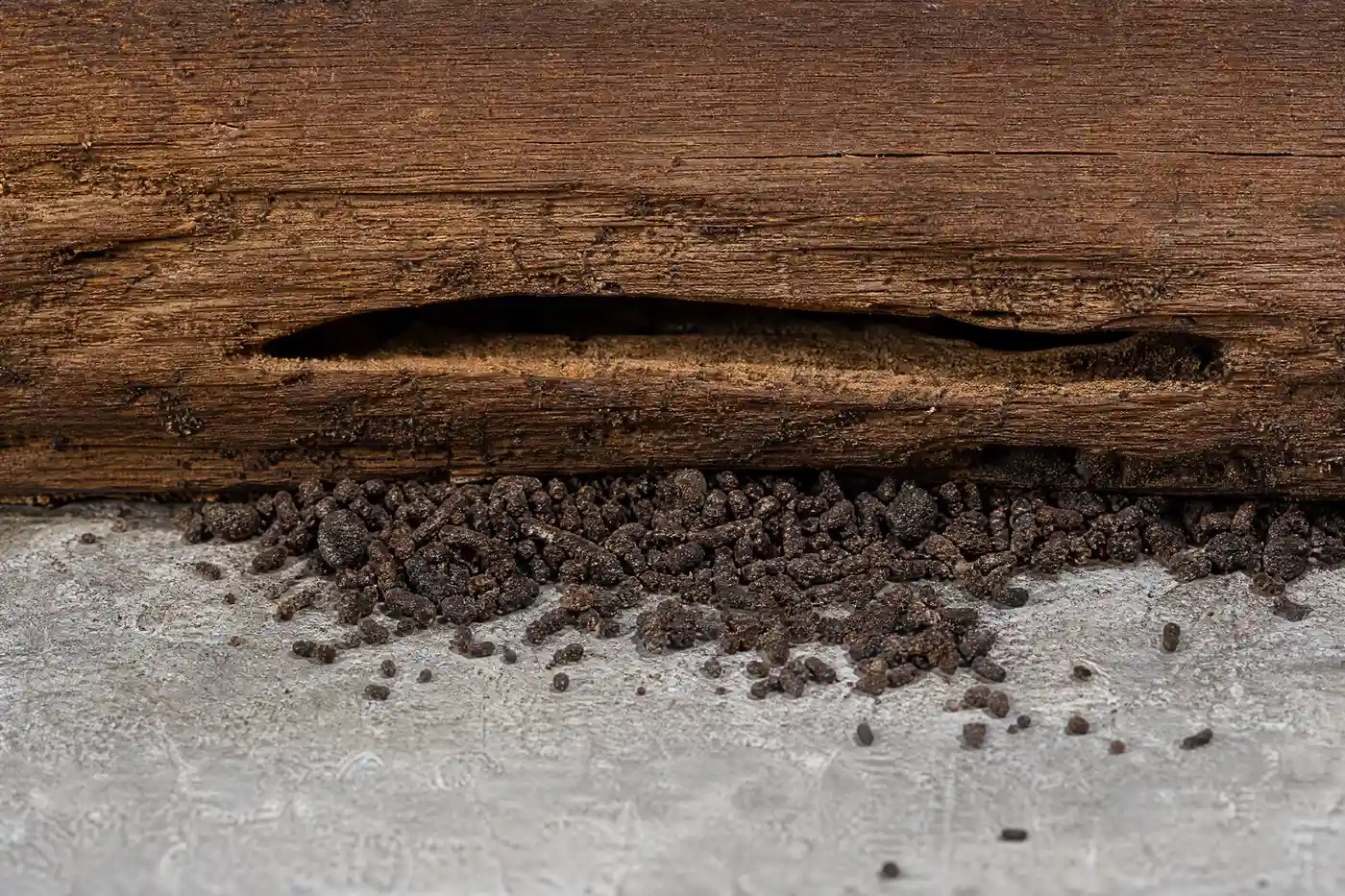 Coarse carpenter ant frass below a smooth gallery opening in damp wood