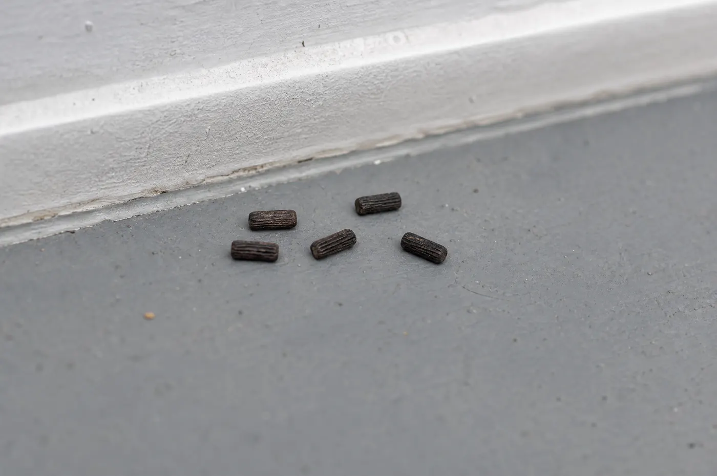 Macro view of larger ridged American cockroach droppings on a garage floor beside a baseboard