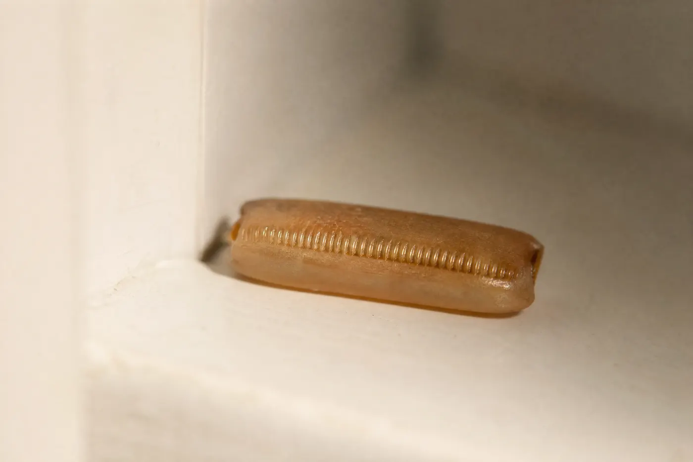 Extreme macro of a single tan, purse-shaped cockroach egg case with a ridged seam along one long edge, lying in the corner of a white painted cabinet interior
