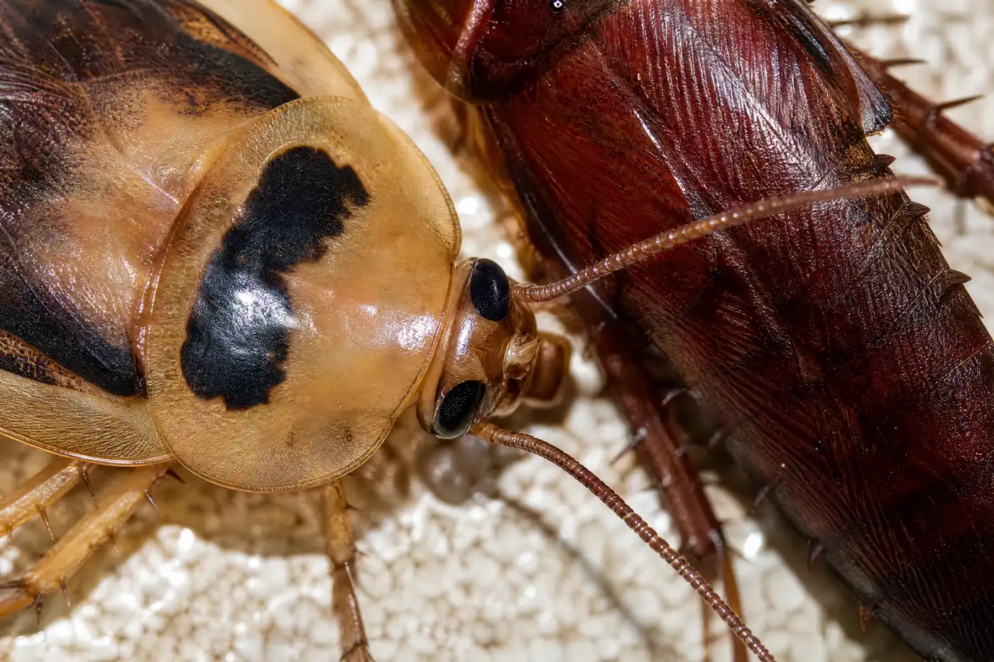 Detalle de las dos marcas oscuras detrás de la cabeza de una cucaracha alemana junto al cuerpo rojizo de una cucaracha grande