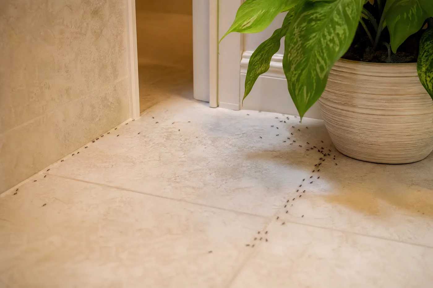 Rastros nuevos de hormigas en un baño y una maceta después de una perturbación