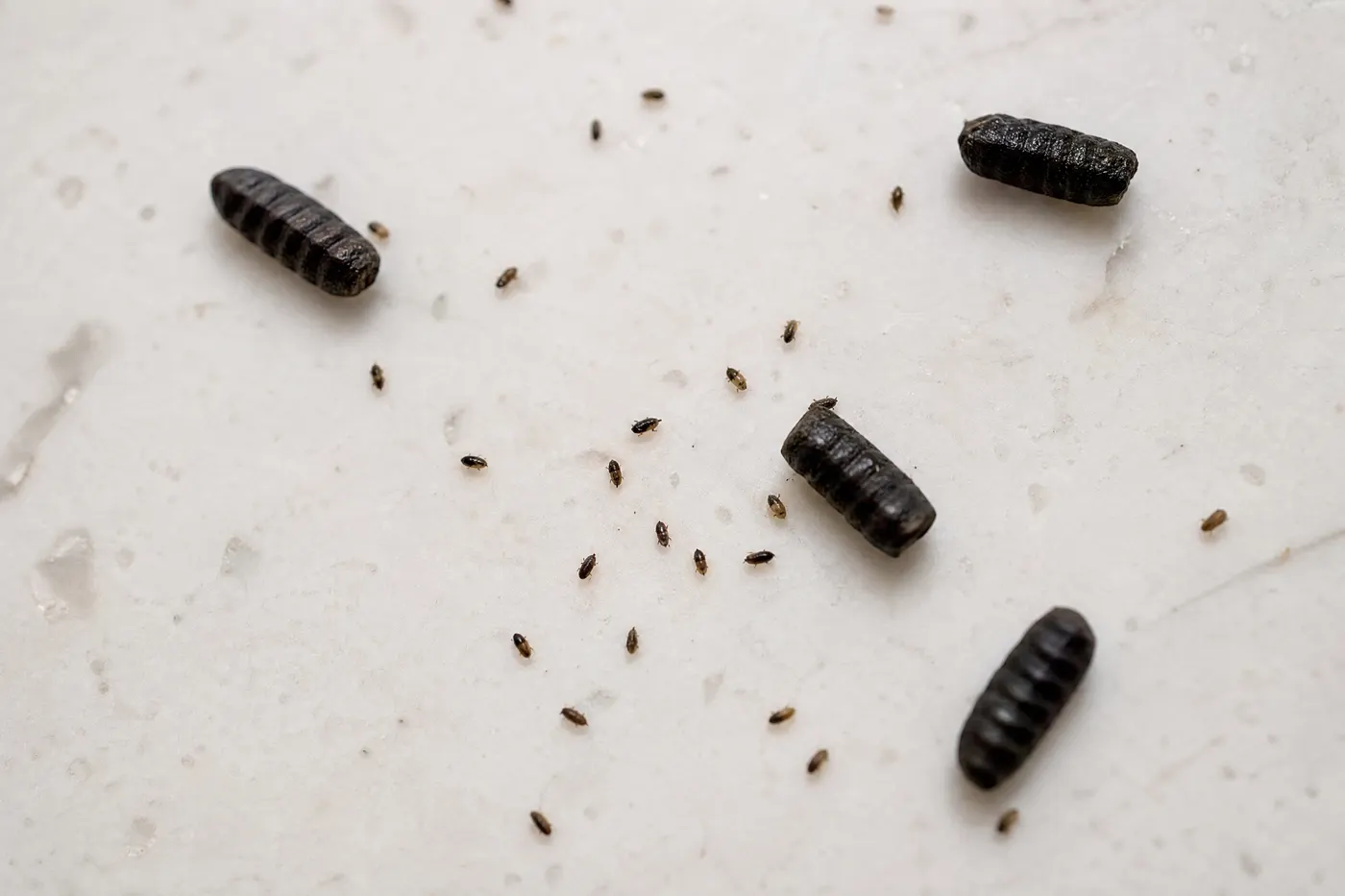 Granos diminutos y pellets más grandes de cucaracha en superficies separadas de una cocina