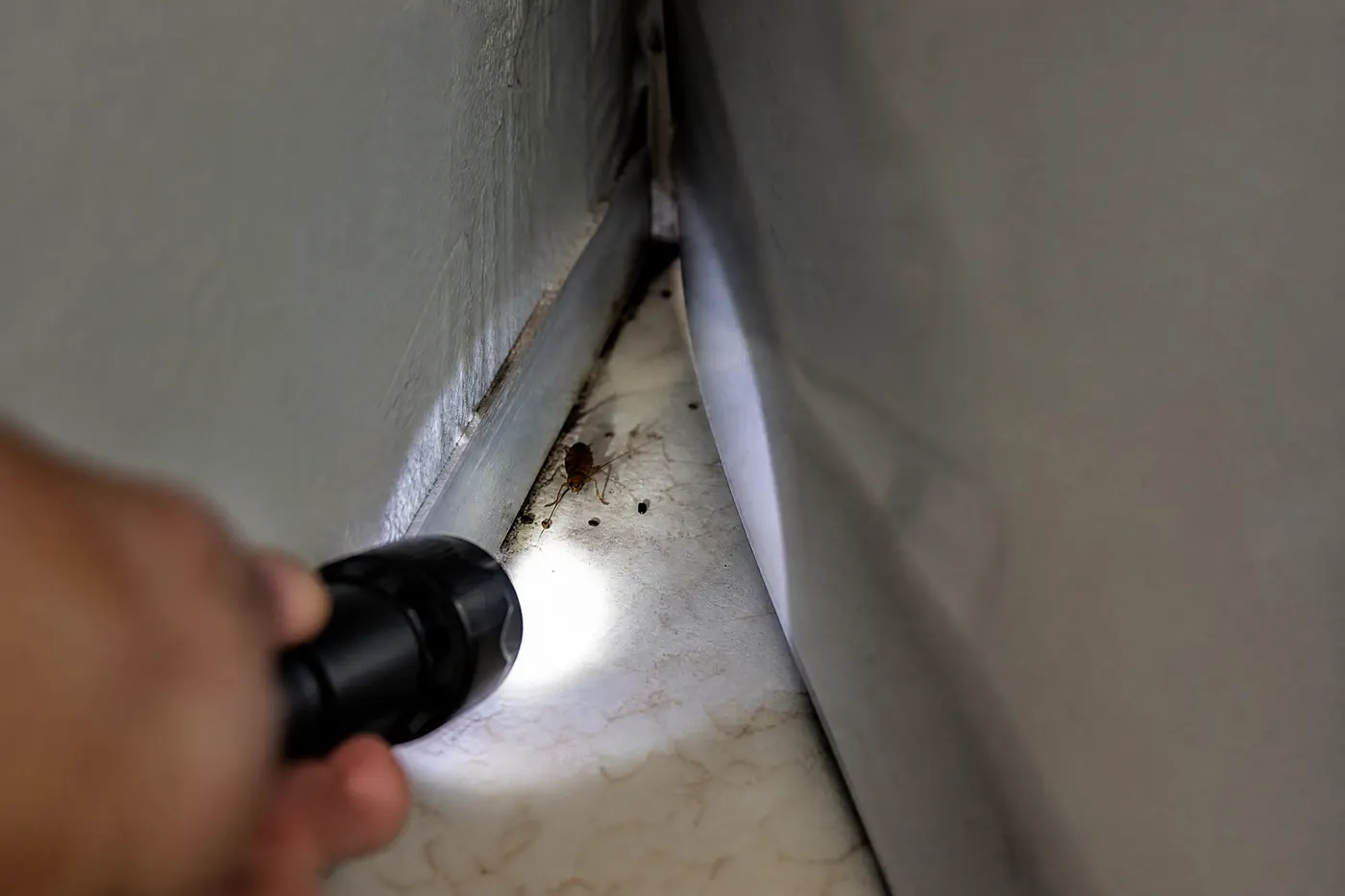 Flashlight illuminating a narrow cabinet and appliance seam where German cockroach activity can be protected