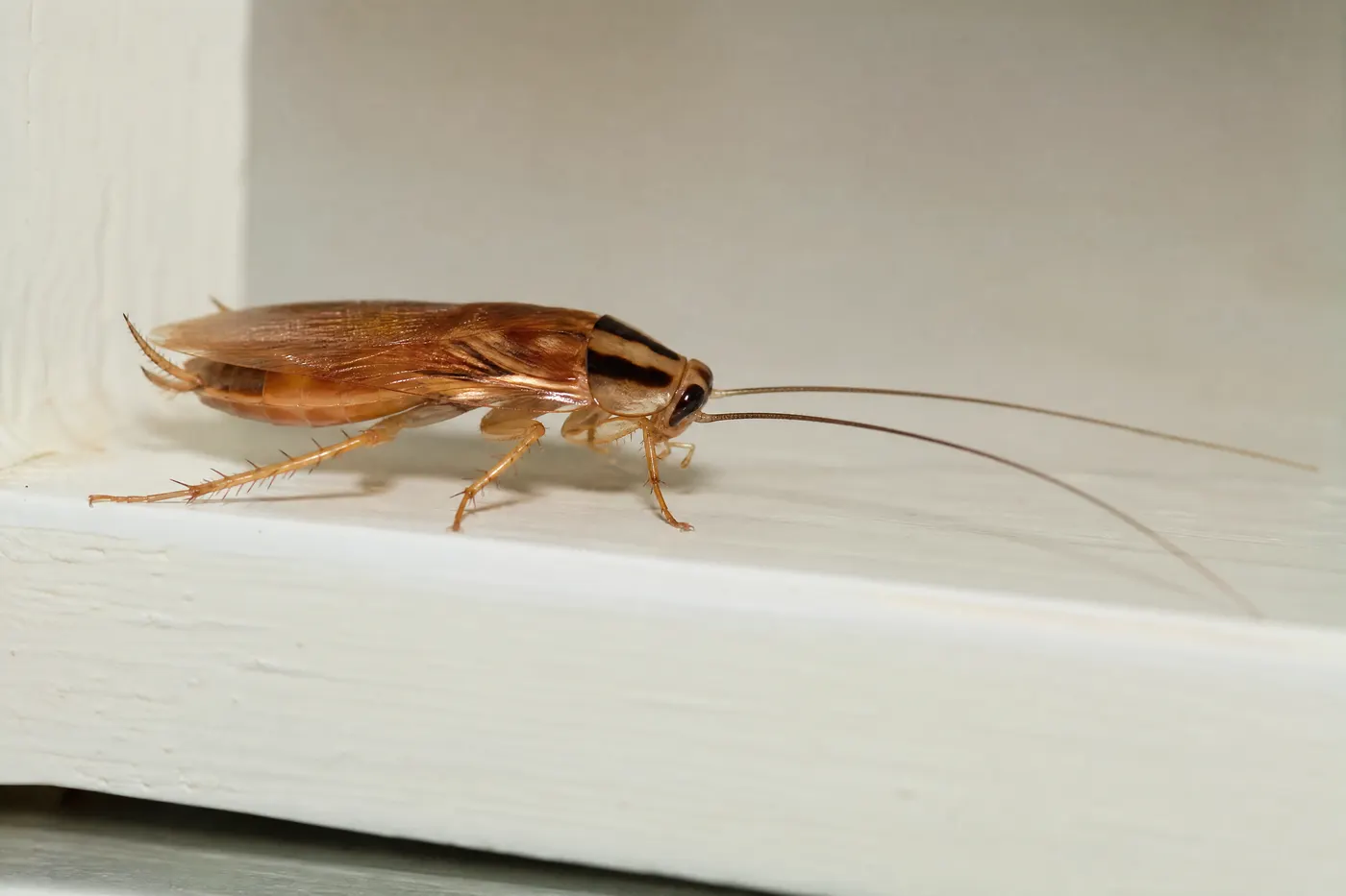 Macro photograph of a small light-tan German cockroach showing two dark parallel bars on the shield behind its head