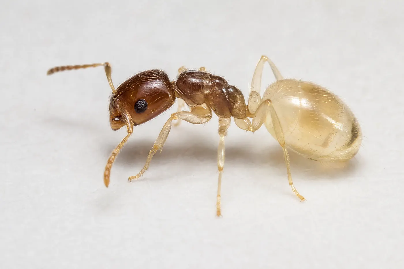 Extreme close-up of a ghost ant showing its dark head and thorax against a pale translucent abdomen and legs